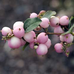 Symphoricarpos chen. Hancock